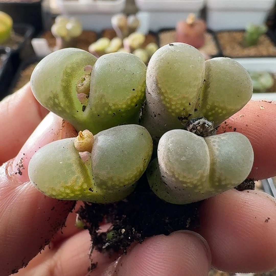 2439风铃玉2颗2头