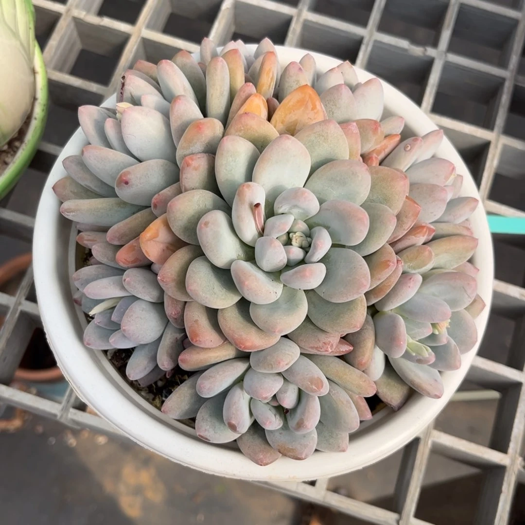 朵***肉小雨多肉朵哥香水