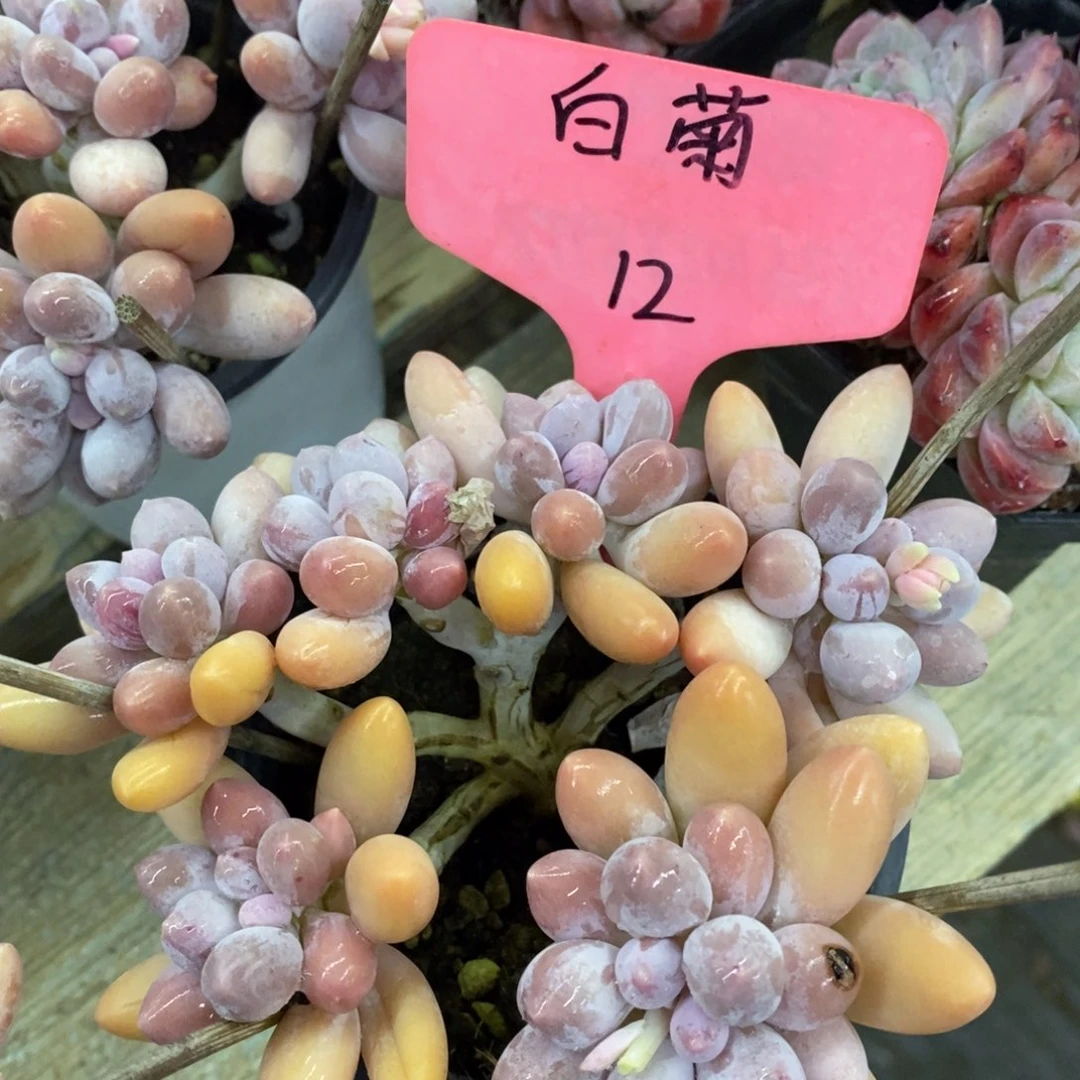 开心多肉，首播，欢迎