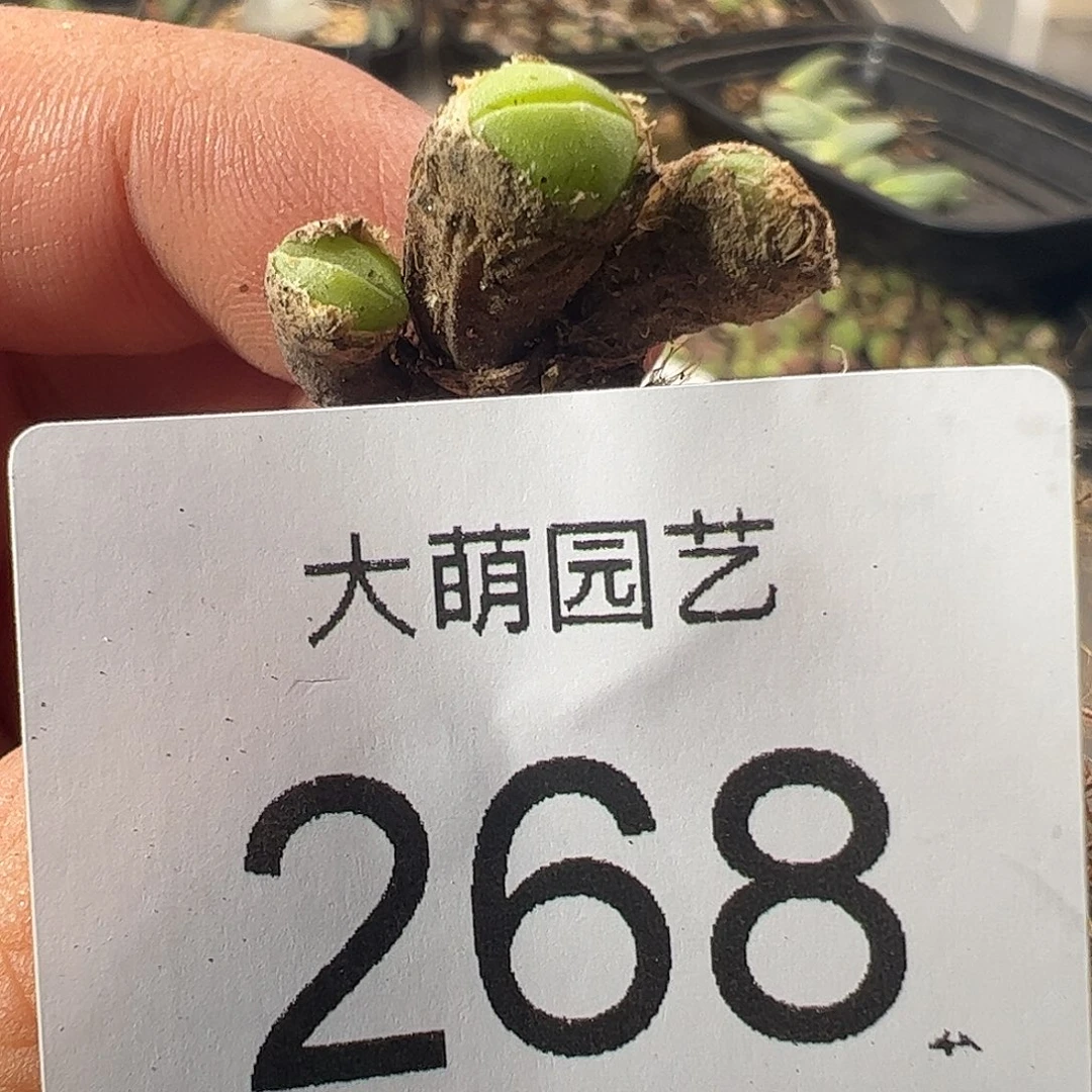 一物一拍脱土发。268