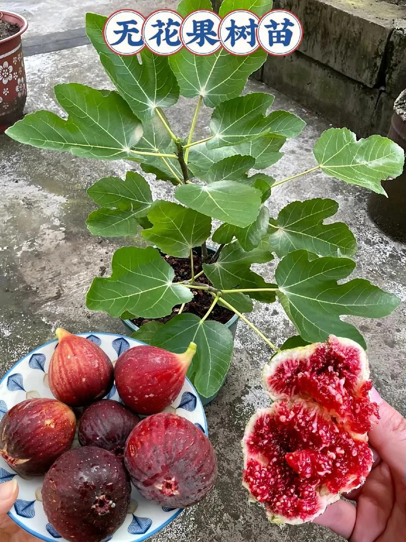 （特大苗）无花果树苗南北方种植阳台庭院盆栽地栽【当年结果】