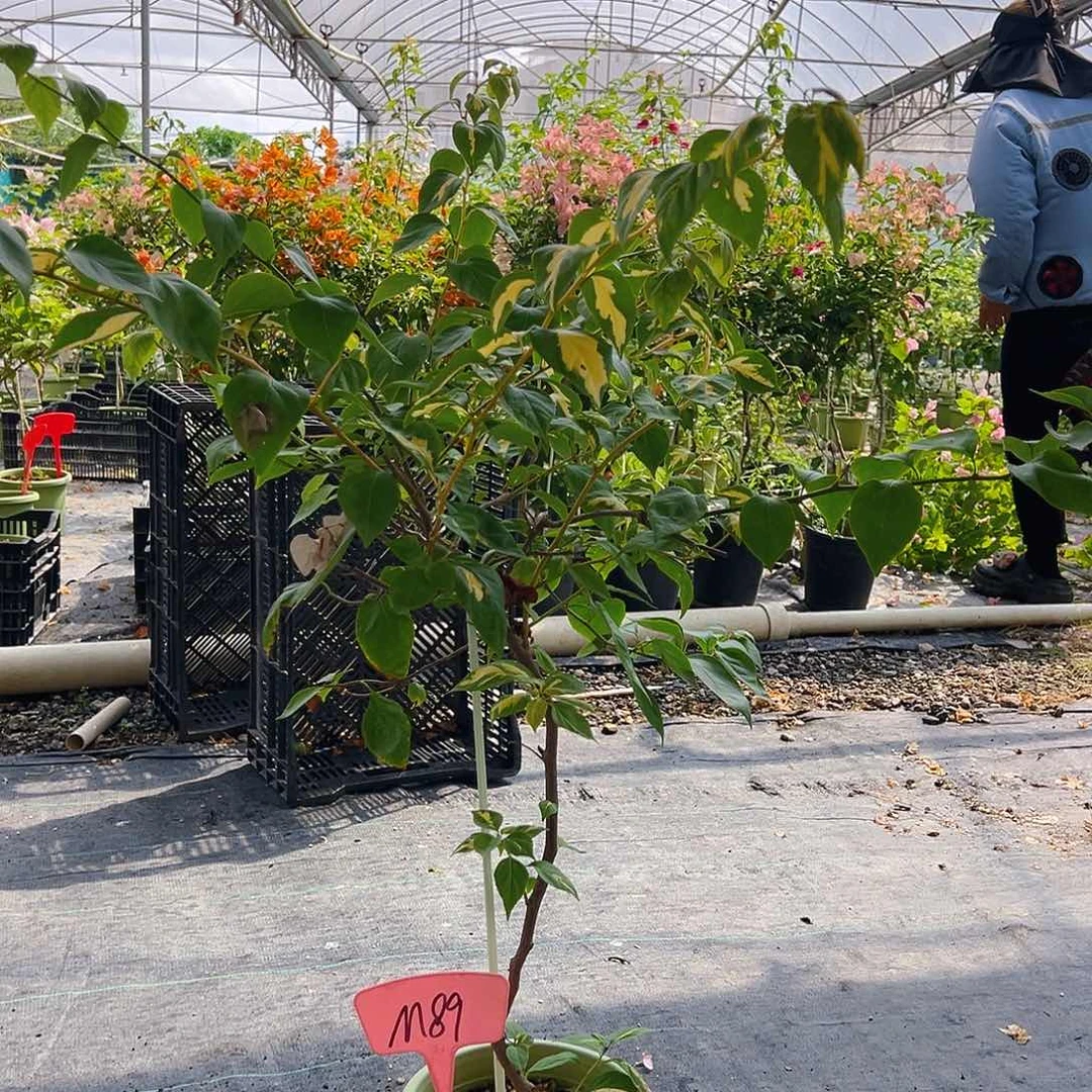 梅***子大部分开放少量花苞M89金心橙白