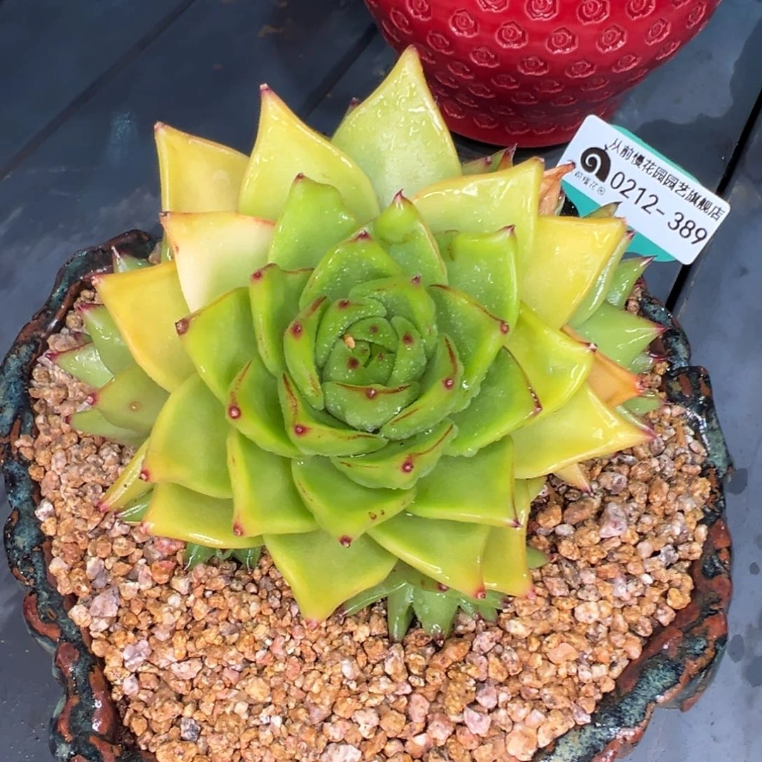 随*?从前慢多肉精选编号0212.389