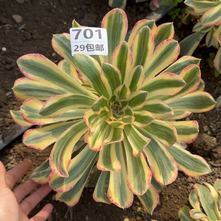 拉丝锦锦……多肉植物……