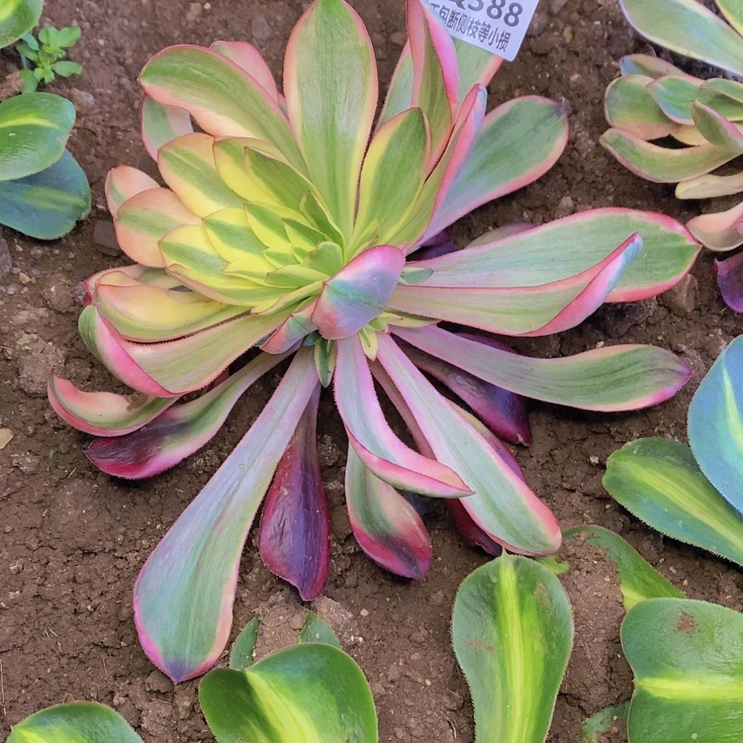 388红魔女多肉法师锦