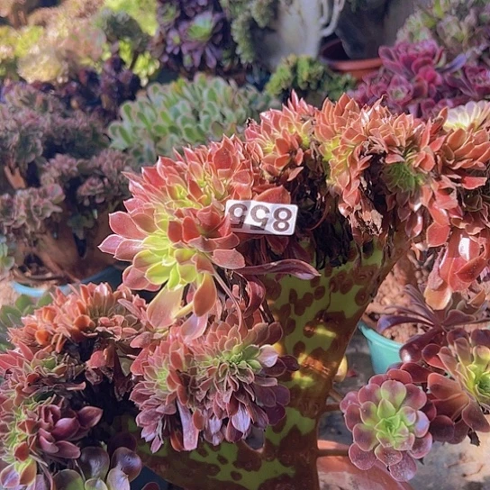 (***）多肉植物一个欧嘉莉追