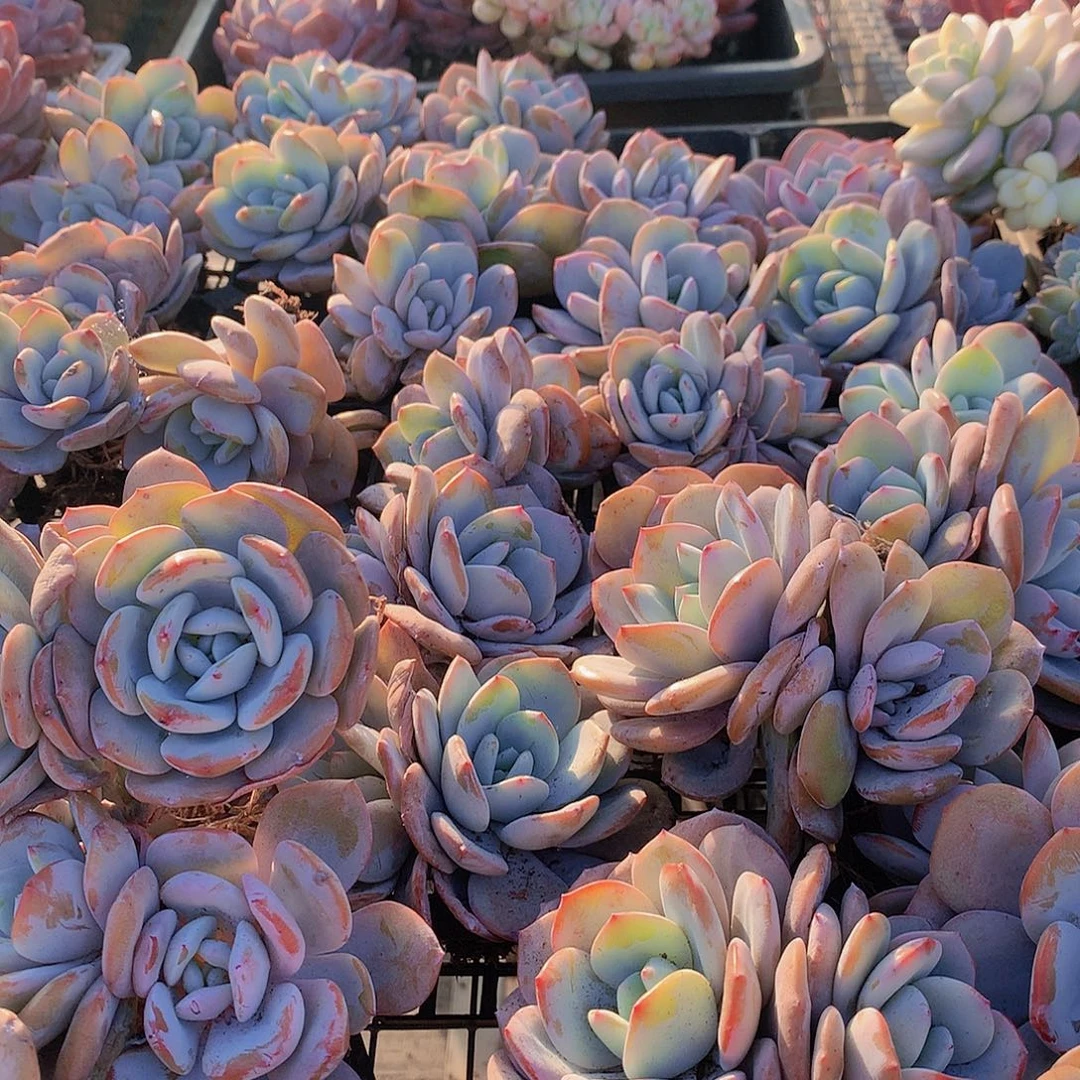 双头韩奶茶346789999900