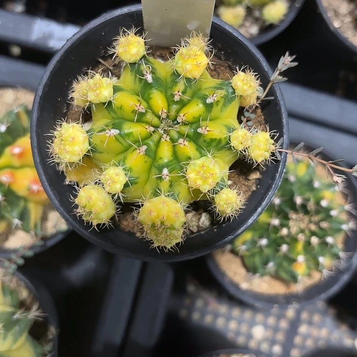 111-0602泰国发货多肉