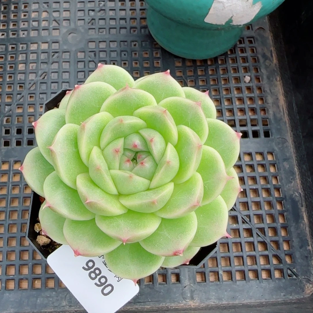 珍妮麦，9890多肉植物