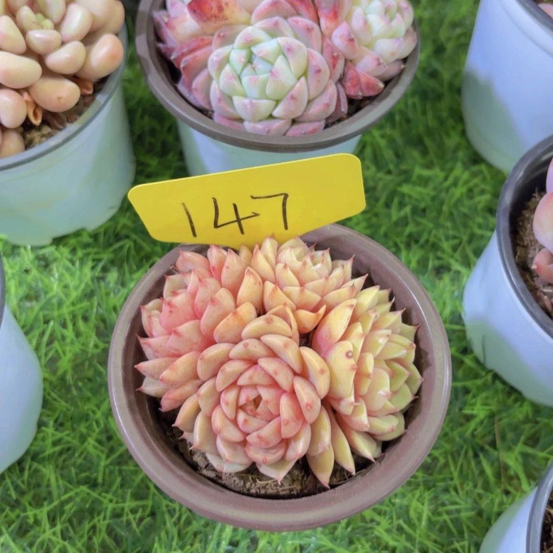 ❤️****我的小可爱们都好可爱啊