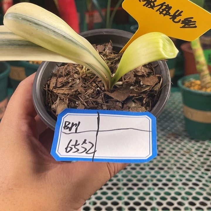 B***f完全开放有时间过来看看我们