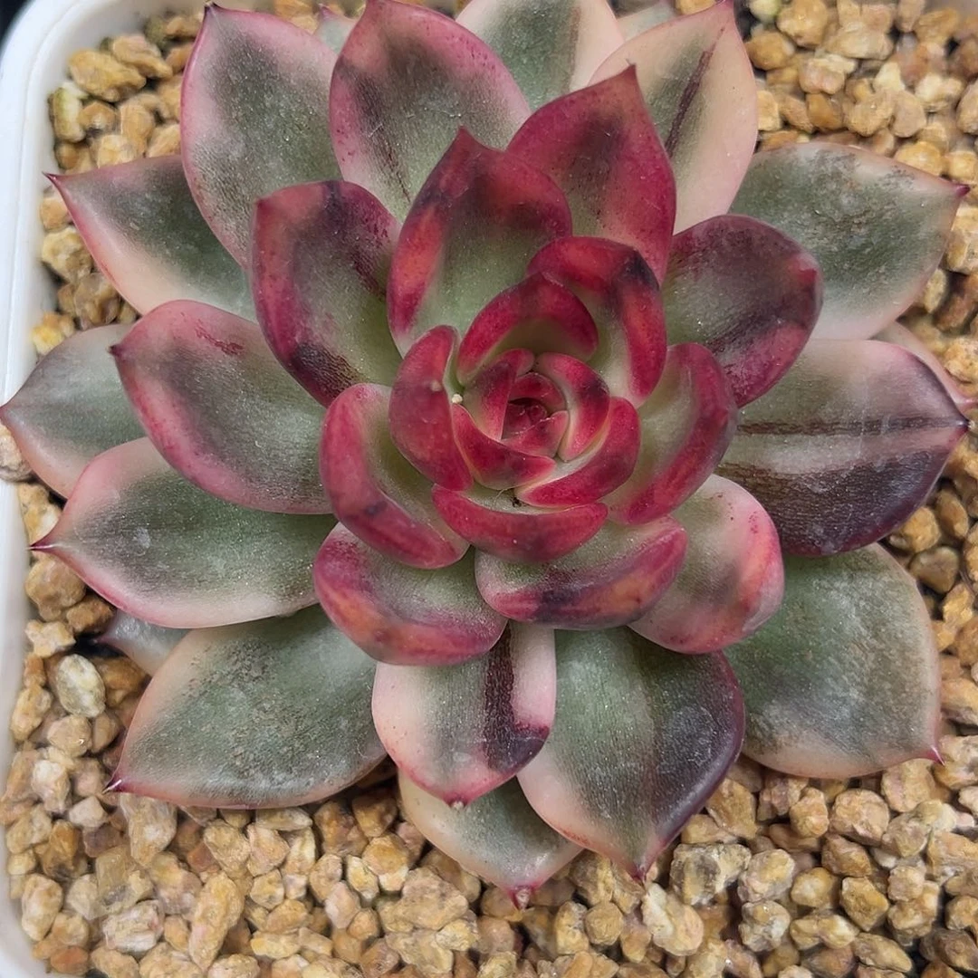 火焰玫瑰锦多肉植物