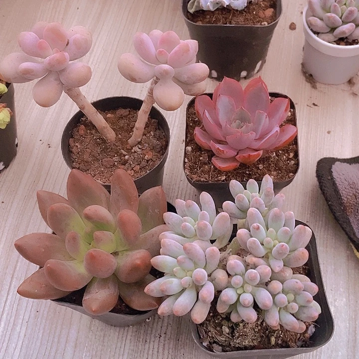 桃蛋   赫拉   红蜻蜓  婴儿熟悉