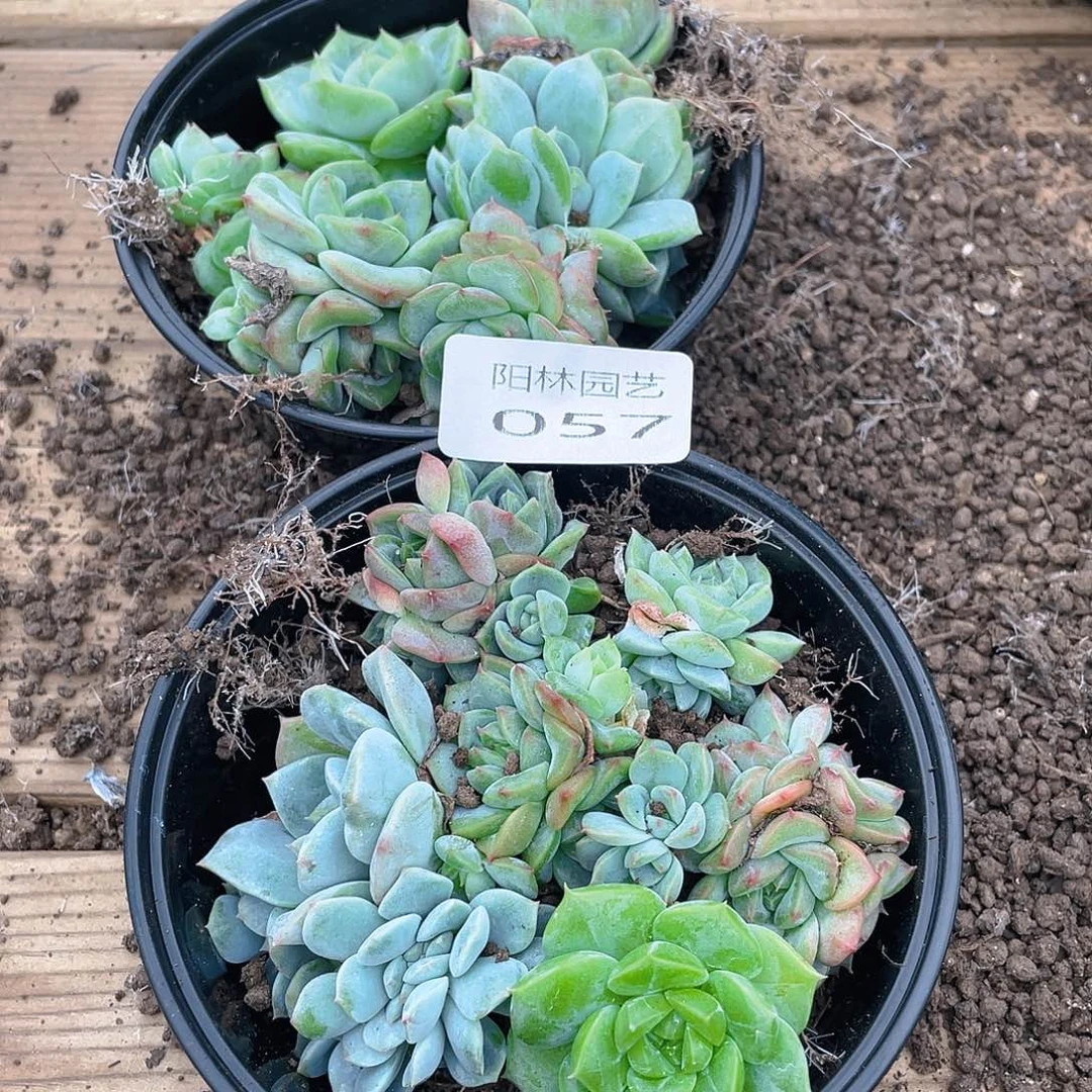 设***～多肉植物多肉植物57