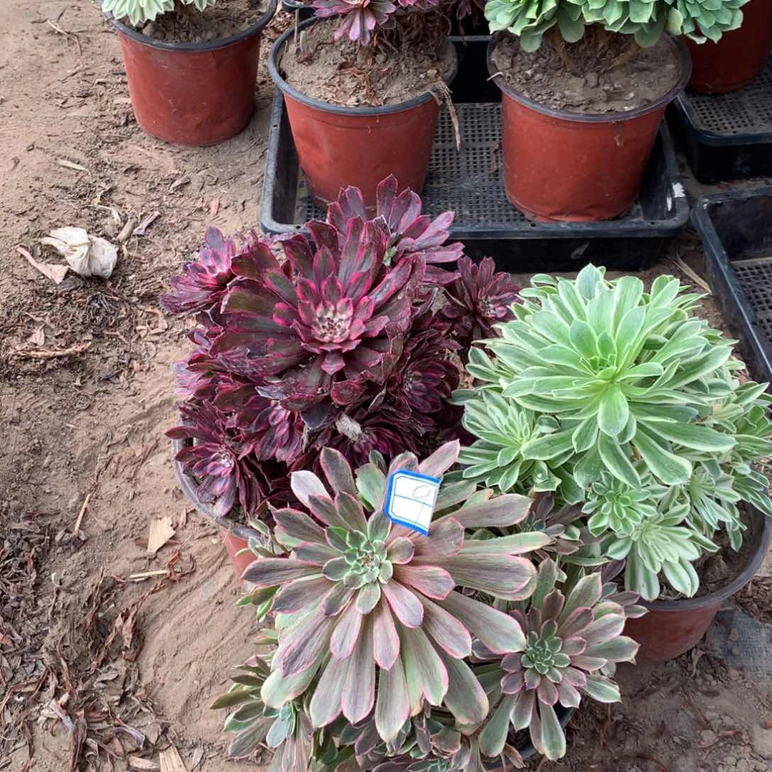 9多肉植物盆栽植物