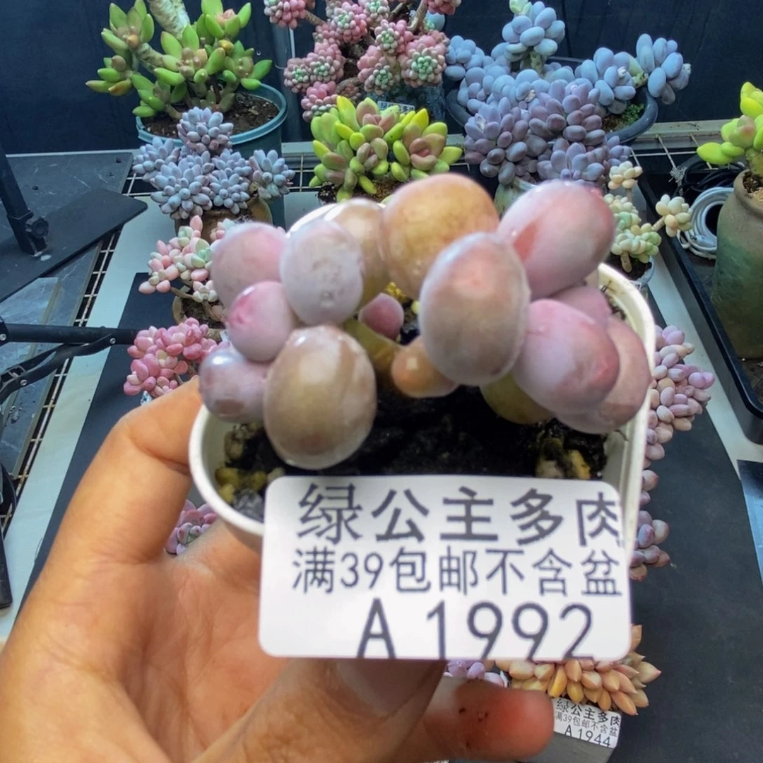 992糖豆奶多肉4c m