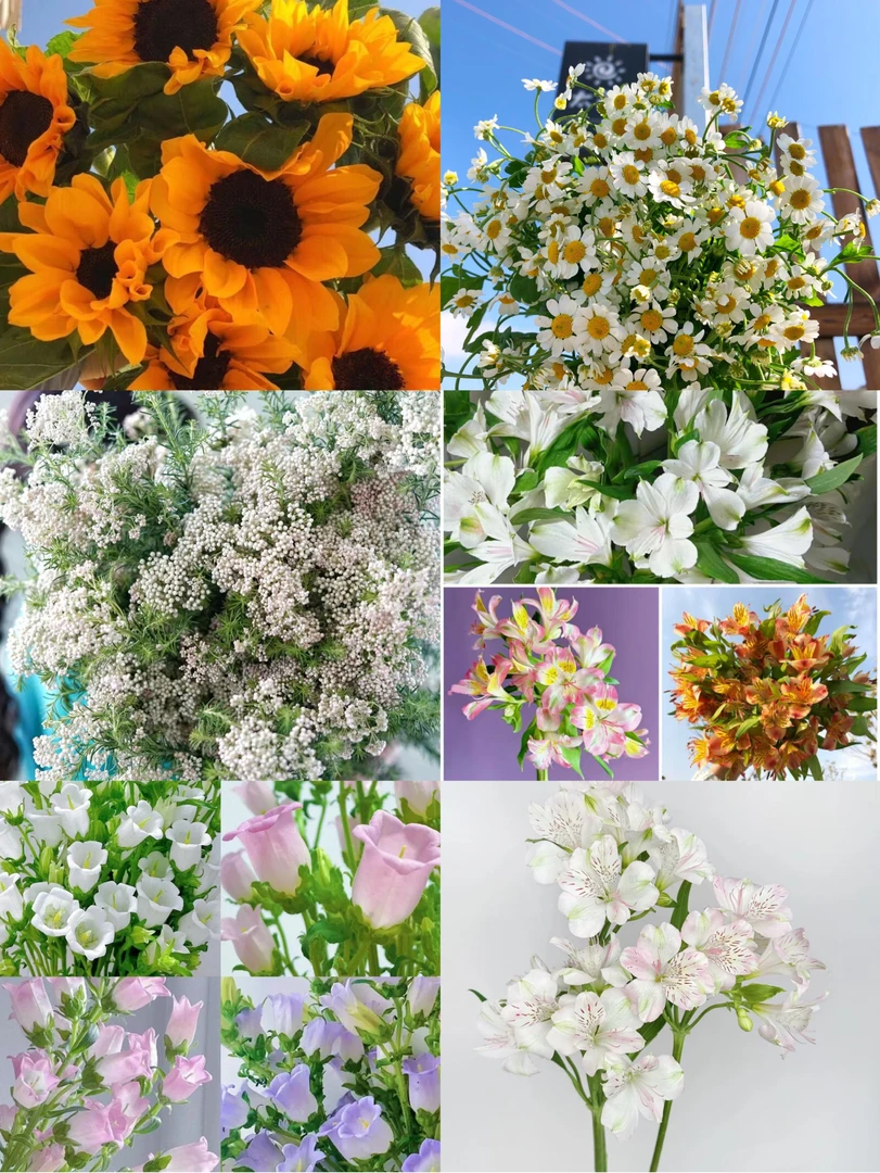 【一件包邮】个位数带你养遍云南鲜花风铃向日葵洋甘菊松虫草