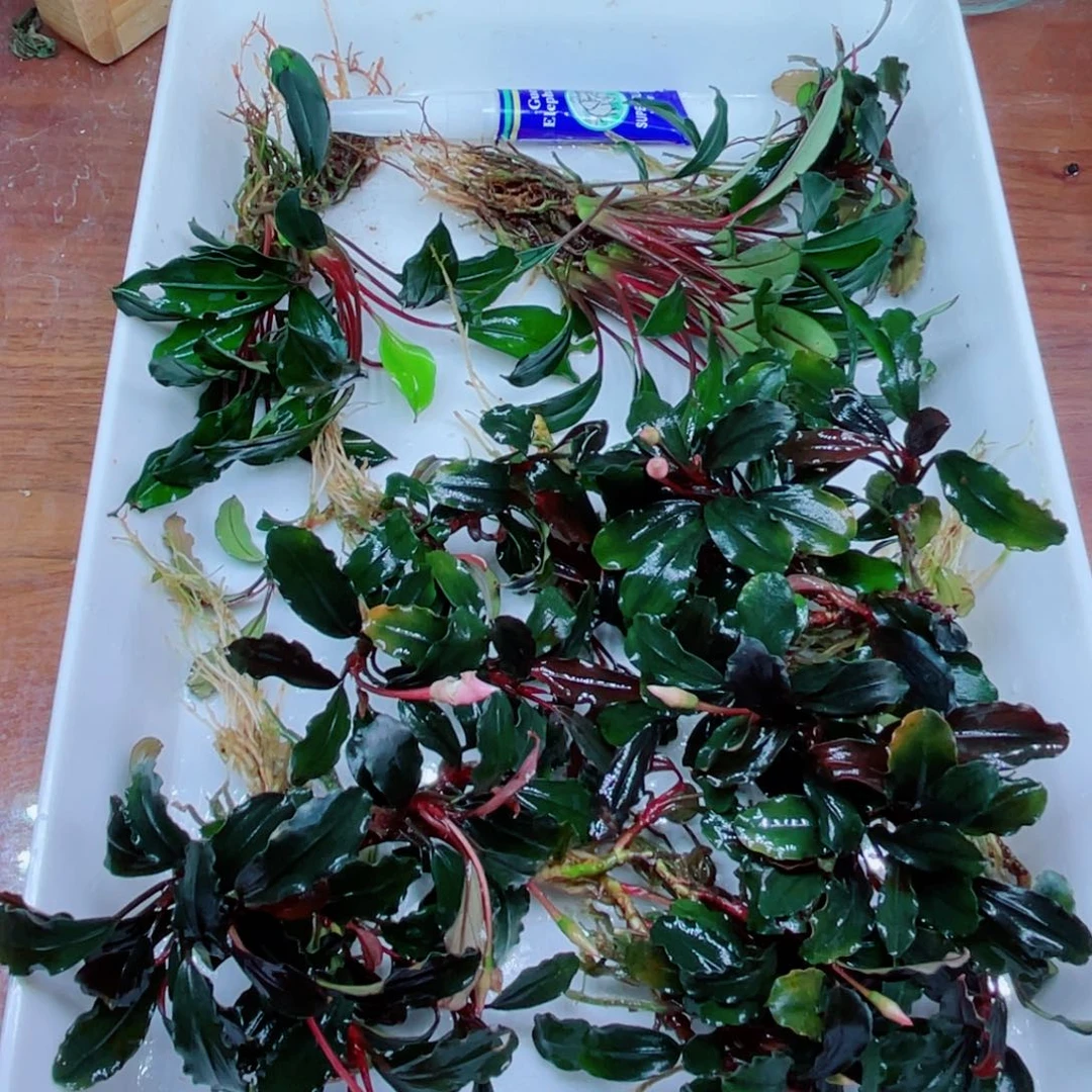 美小呆哇塞套餐一份
