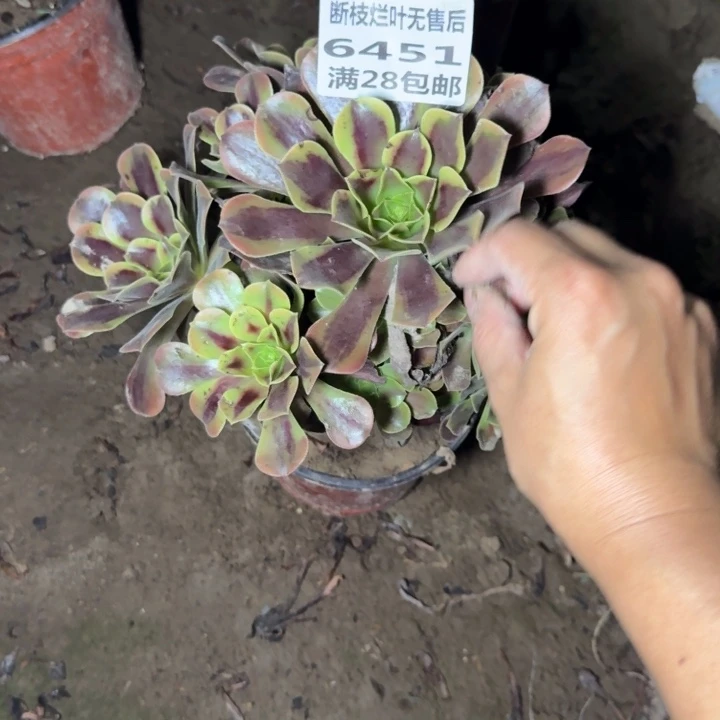 6451二号棚欧嘉莉I