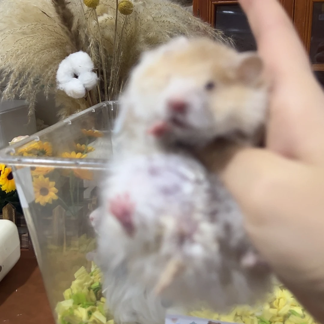 小暖宝宝专属卷毛肉桂波妹妹