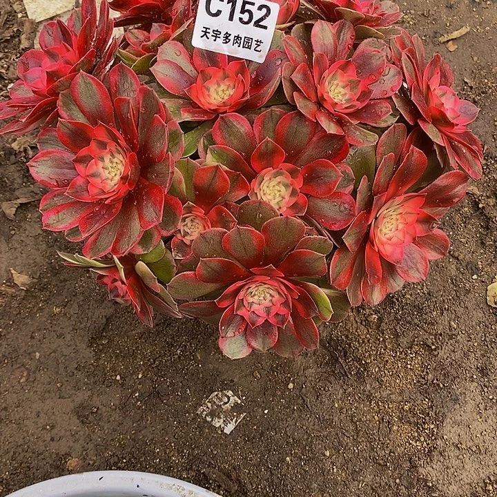 多肉植物荔枝152多肉