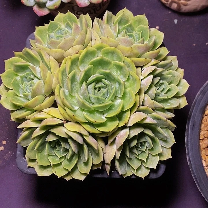 魏****多肉植物多肉植物