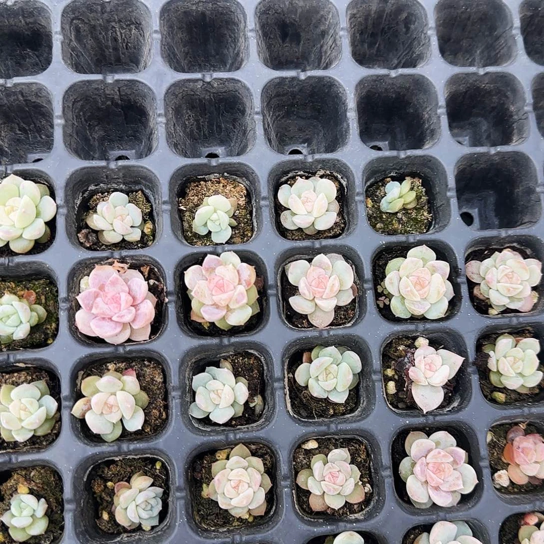 祥云状态穴一个满25包邮