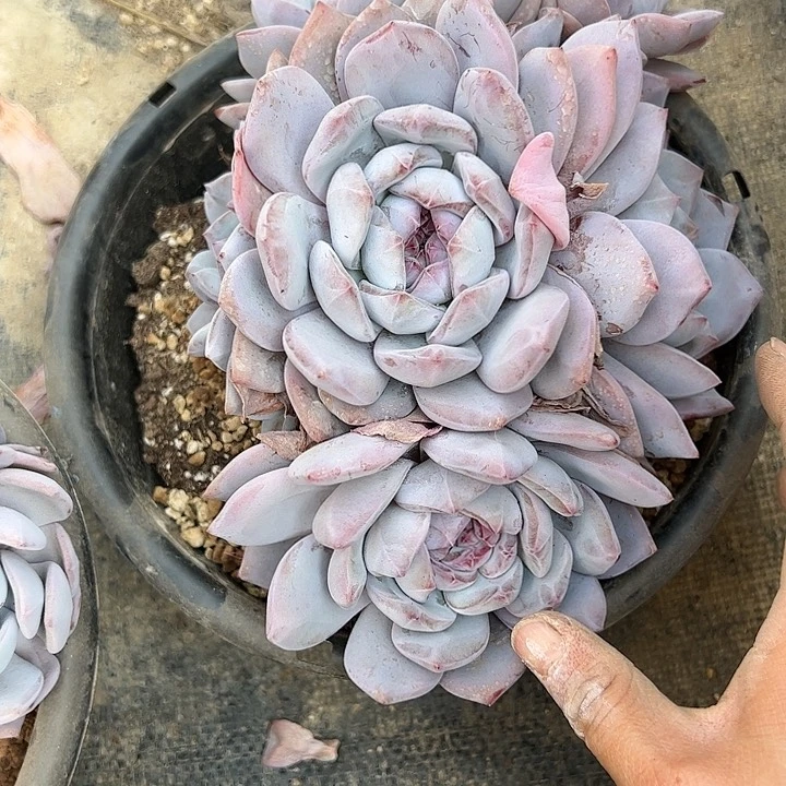 【闪购商品】无砍星影