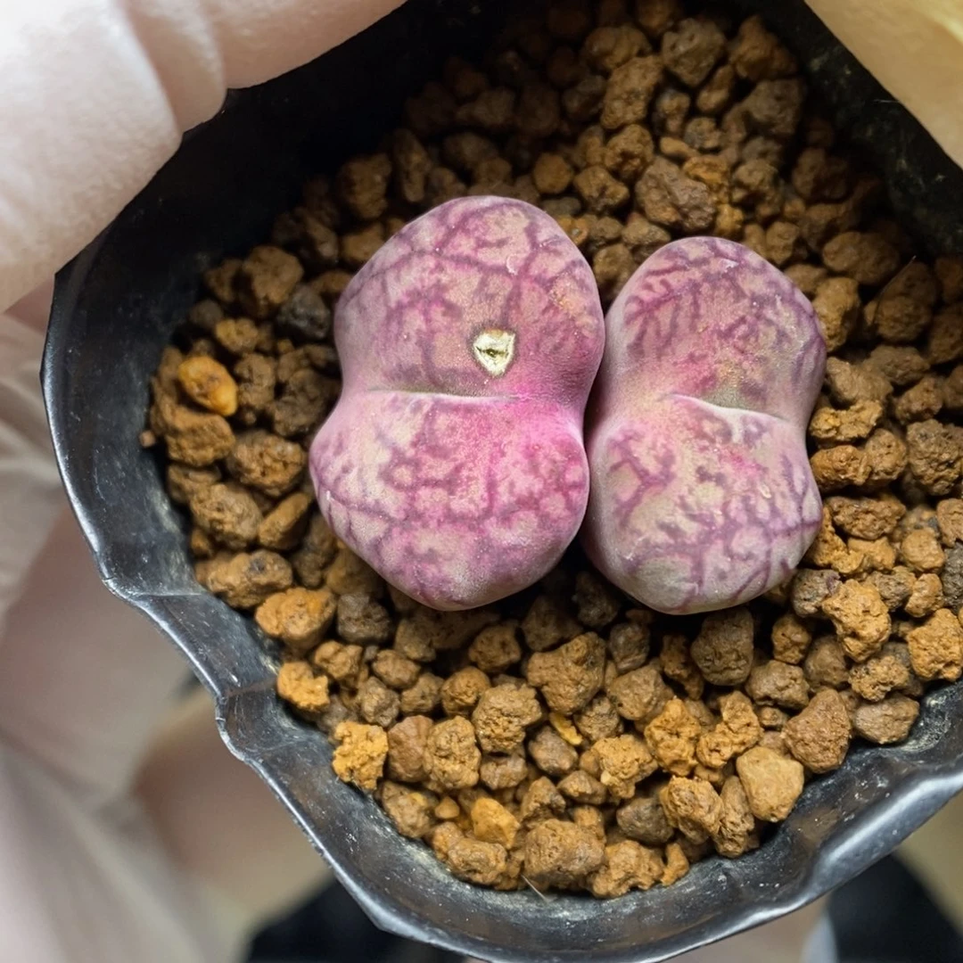 多肉植物肉锥杂交K-5503 毛杂安贞 伤特