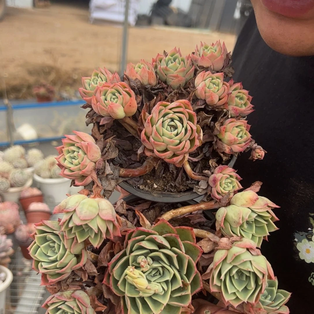 三色堇整桩整群两盆，120杯露养