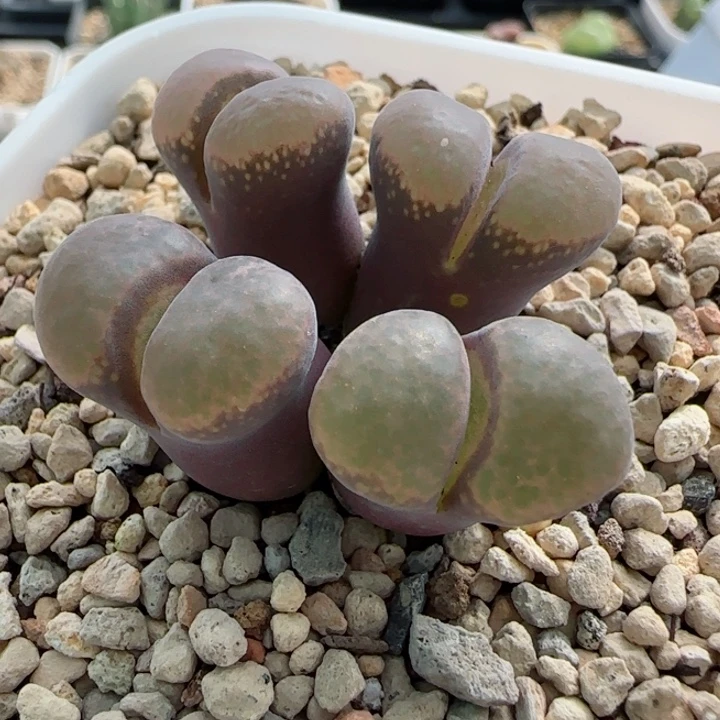 多肉植物风铃一颗73号