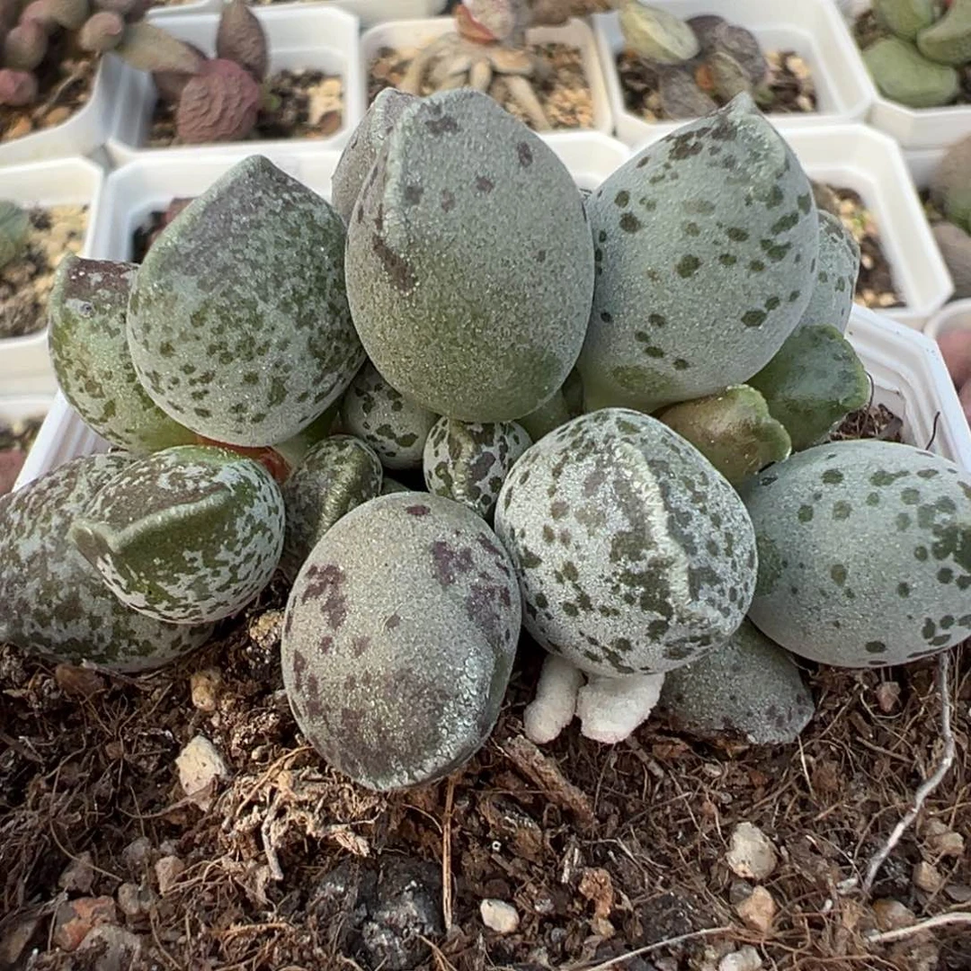 丸叶海豹多头纯木质桩多肉植物