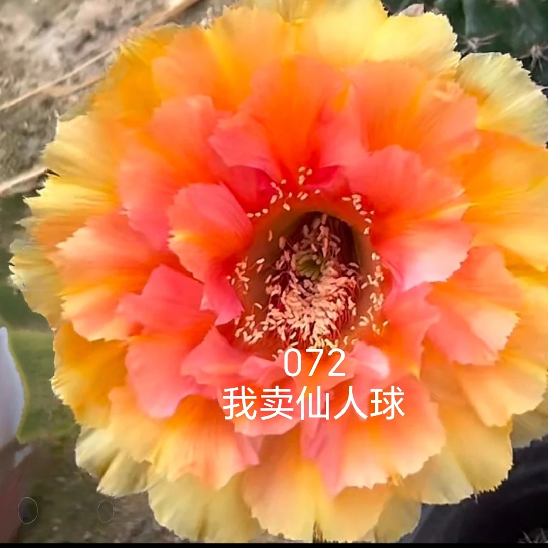 彩草魔羽侧芽歪  满28包邮非偏远