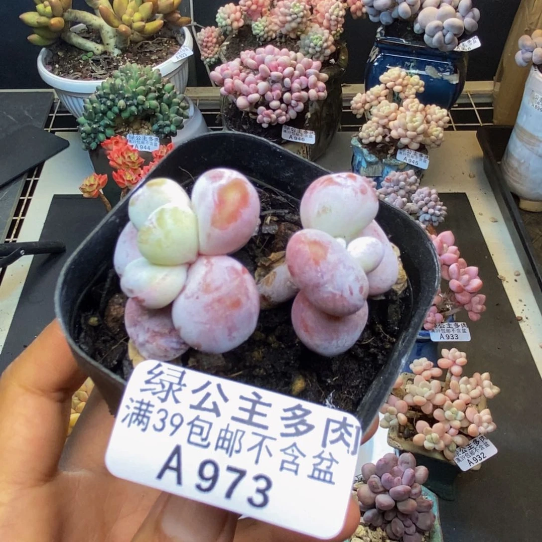 973雪美人多肉5c m