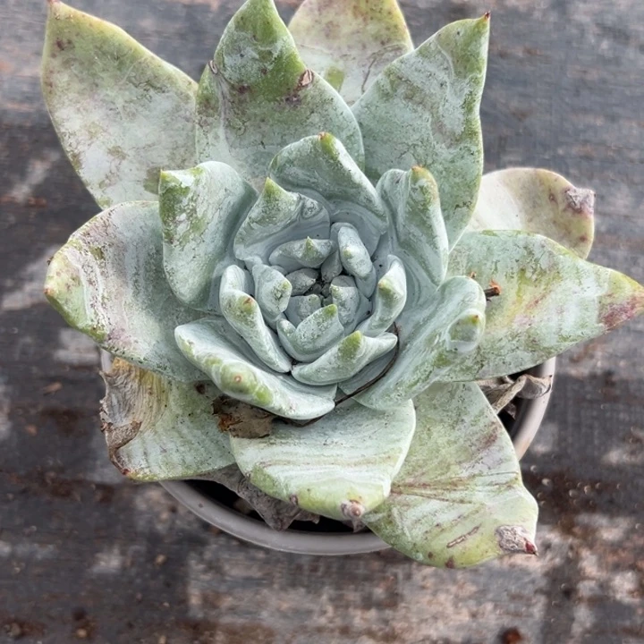 锦宸多肉，烫头～一物一拍819