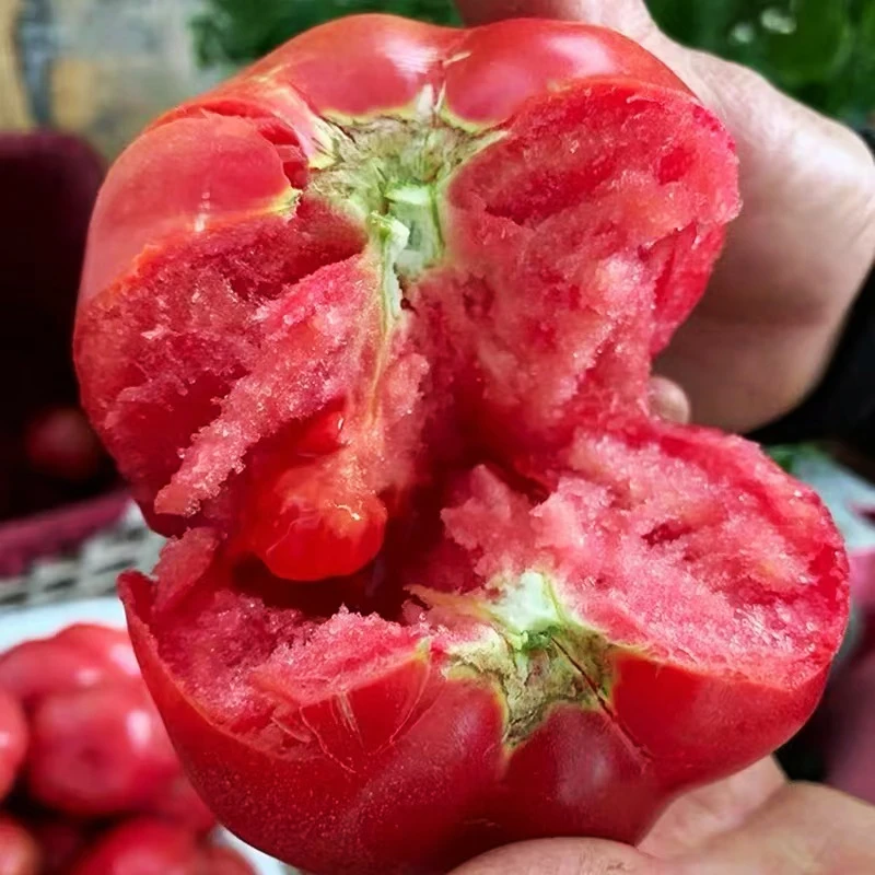 c攀枝花露天沙瓤西红柿老品种生吃番茄炒菜煲汤做番茄酱带箱5斤