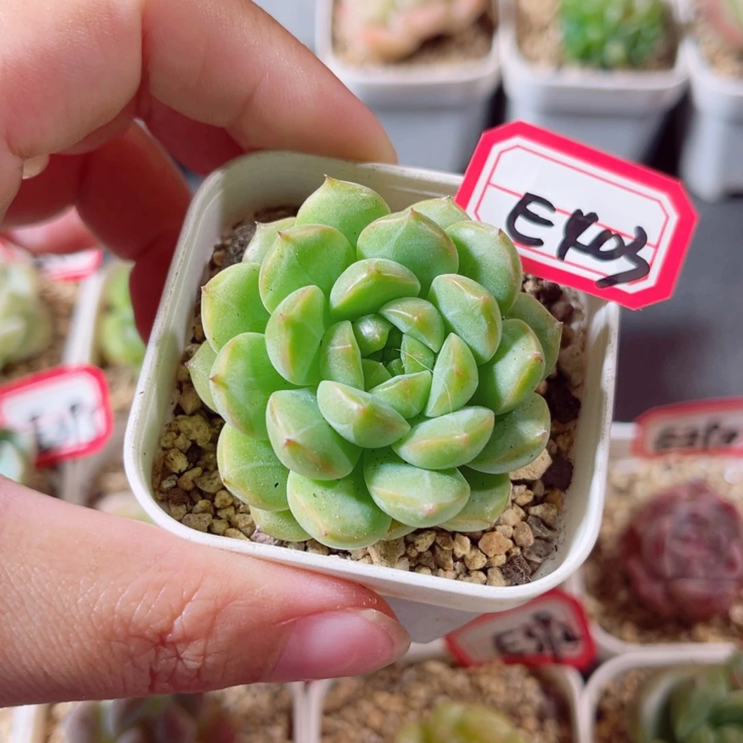 E403 6一物一拍 18米包邮