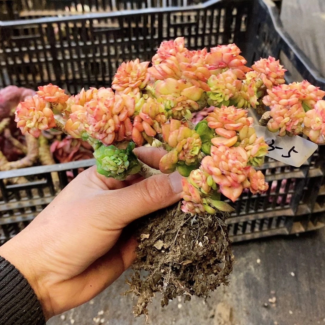 夏*多肉植物蜡牡丹203-5