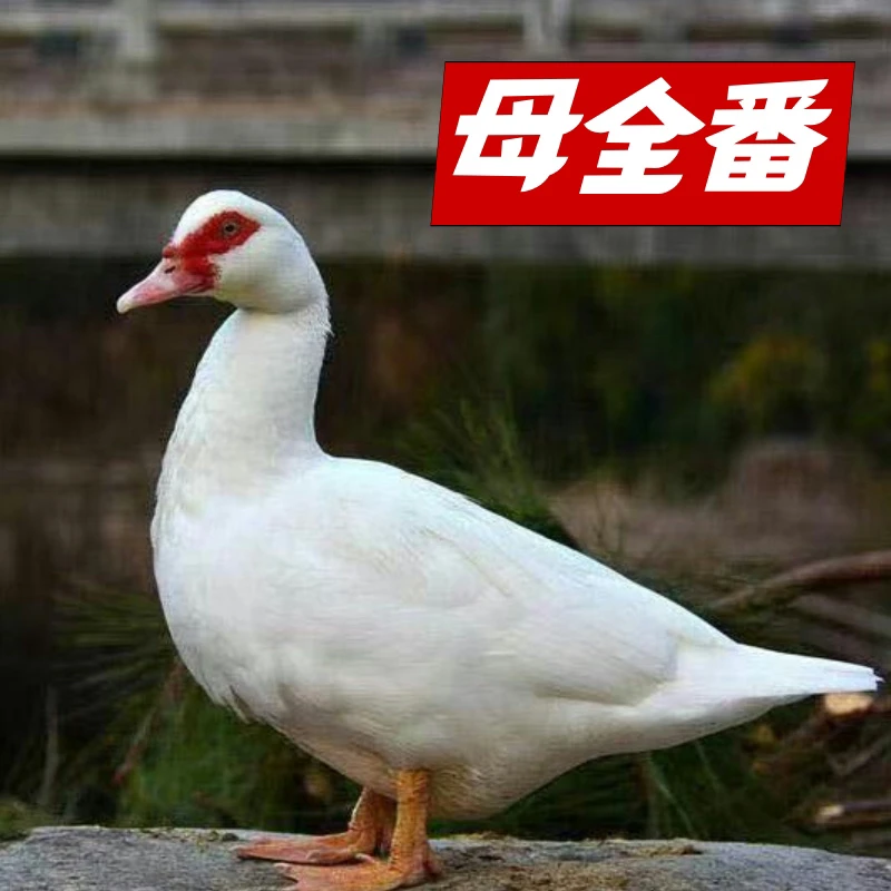 【闽北散养母全番】福建南平农家散养母全番鸭1只/2只顺丰包邮