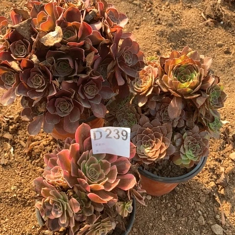 娟***梦239三颗法师多肉植物