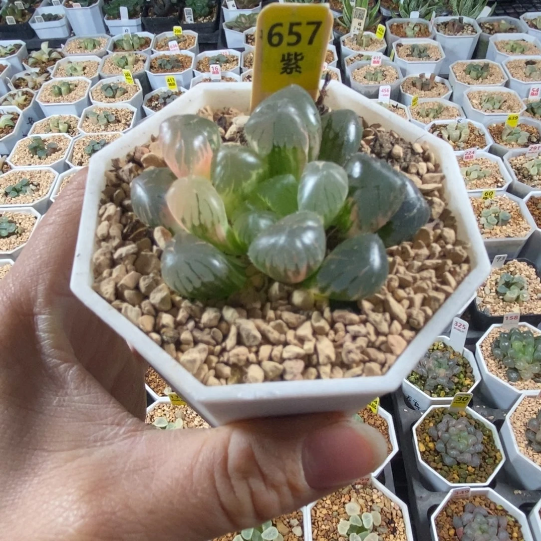 阳***y657玉露十二卷多肉