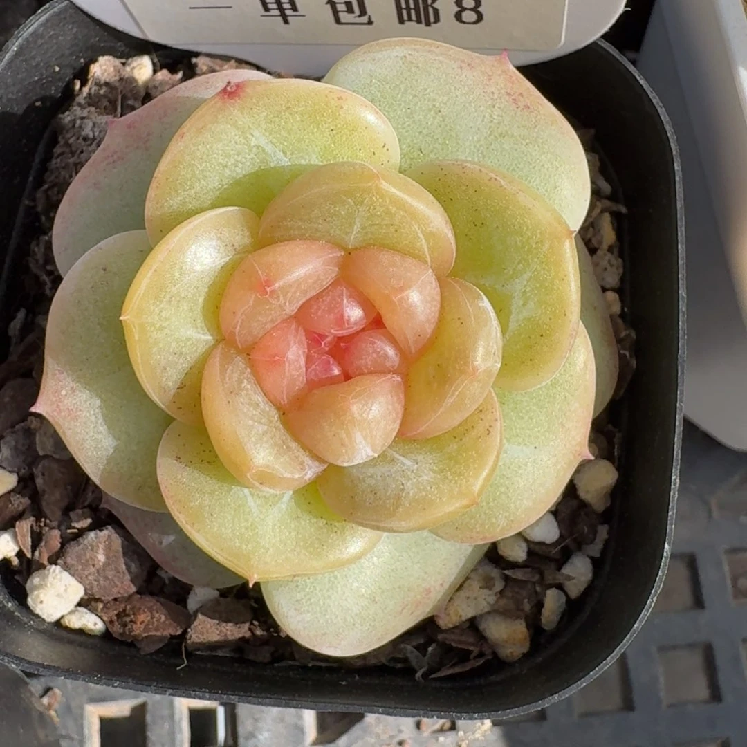 M****尼0226-08-芳草二单头