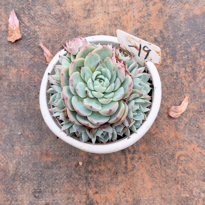 晨语多肉一物一拍一19