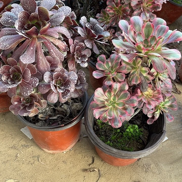 2棵玫瑰玫瑰玫瑰玫瑰