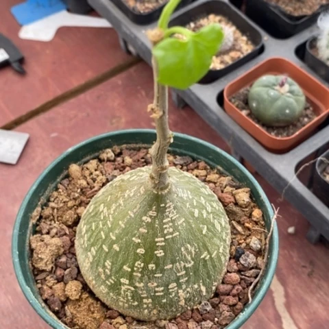 睡布袋单6仙人球