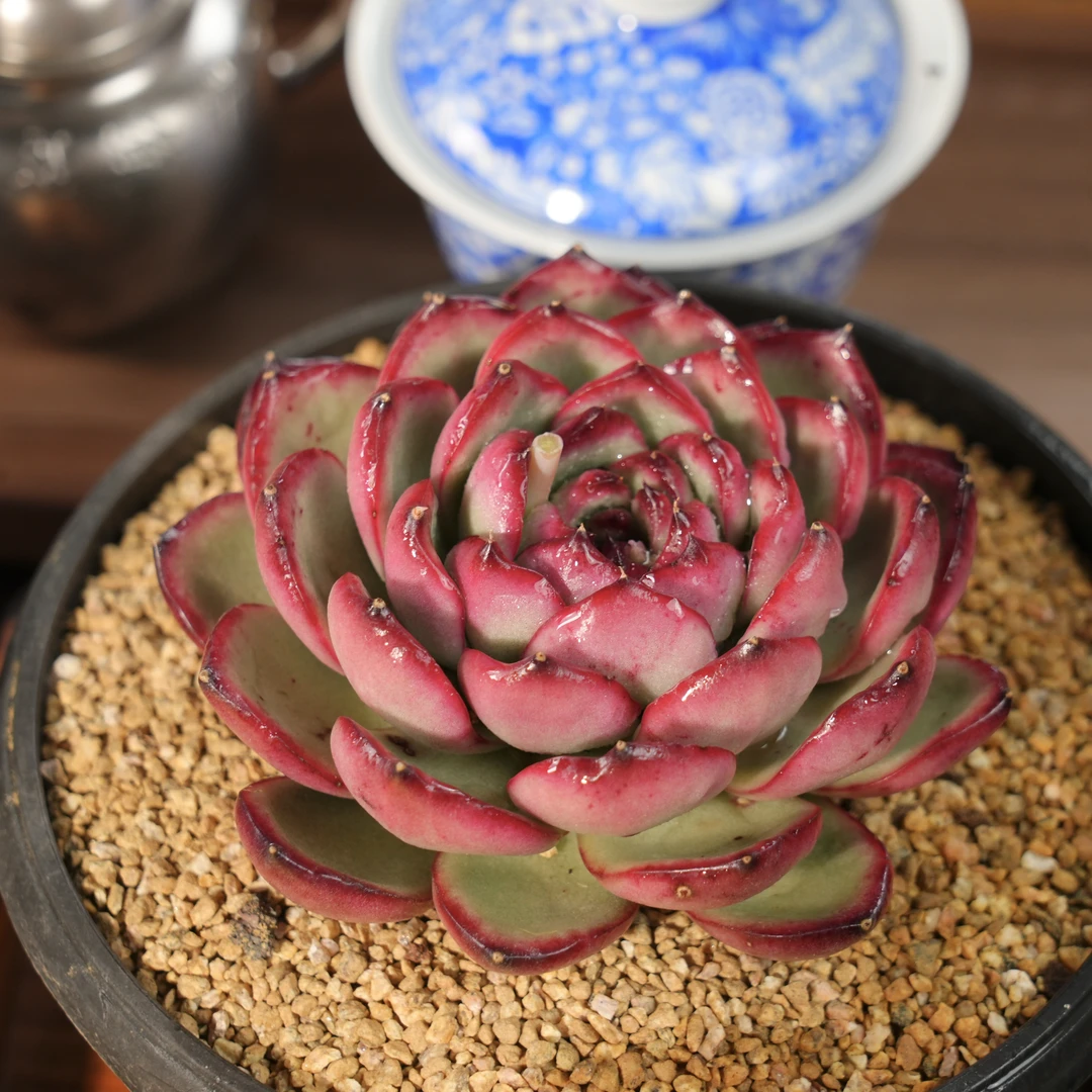 【从前慢甄选】万宝龙多肉  量拍链接