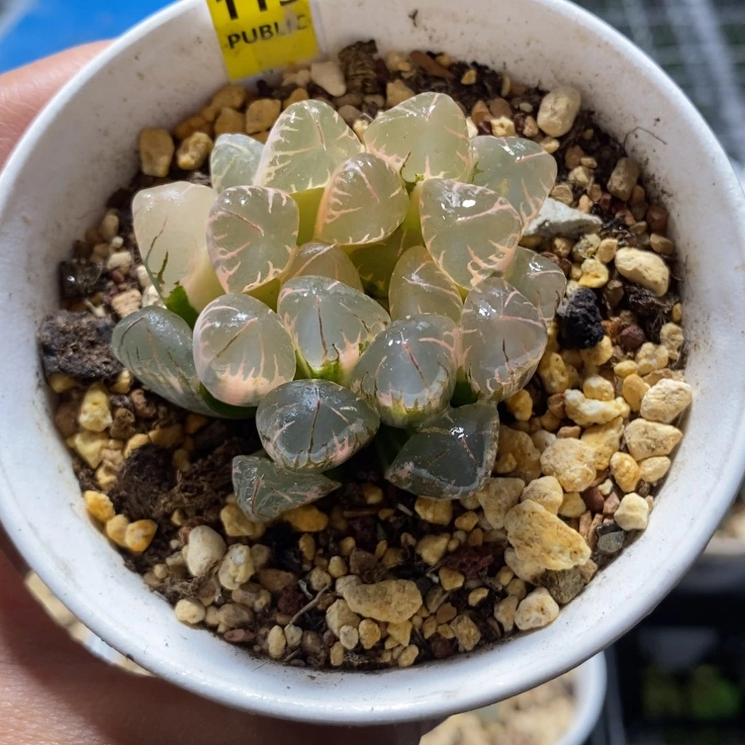 115湖斑灵犀玉露锦