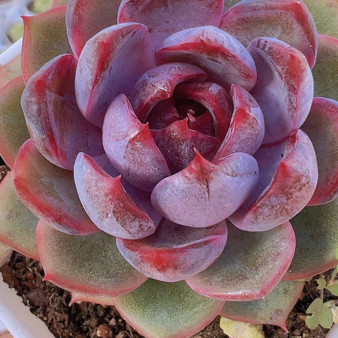 精品蓝莓19包邮多肉