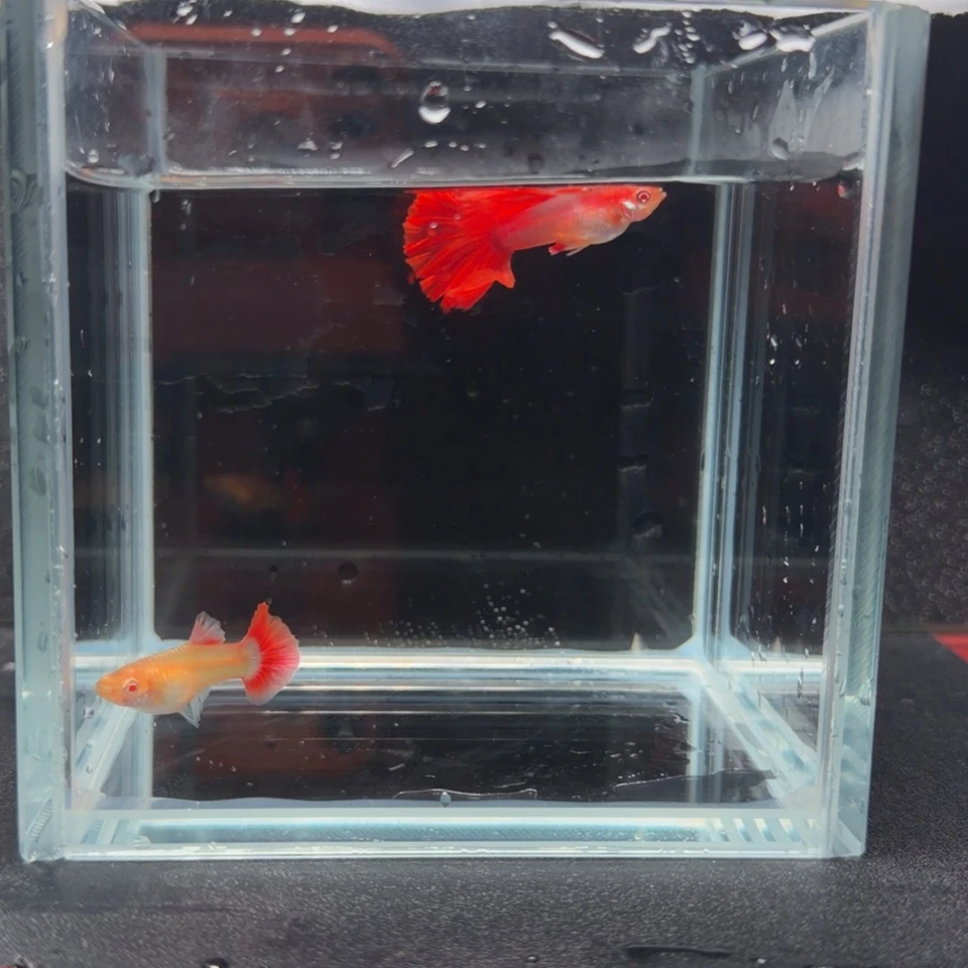 孔雀鱼折扇白子2公1母