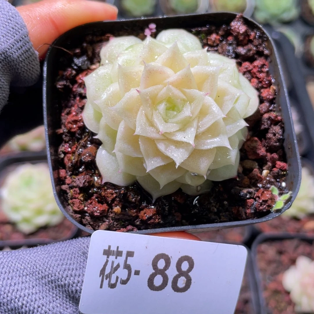 花利美 5-88麦秆